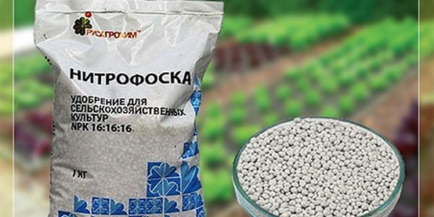 Pravilna upotreba nitrofoske kao gnojiva